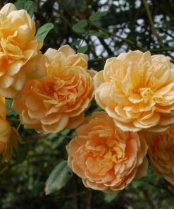 Hoa hồng leo Golden Celebration Rose