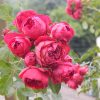 Hoa hồng leo Red Eden Rose