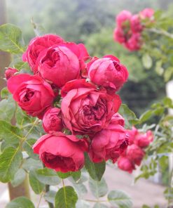 Hoa hồng leo Red Eden Rose