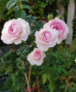 Hoa hồng leo Mon Couer Rose