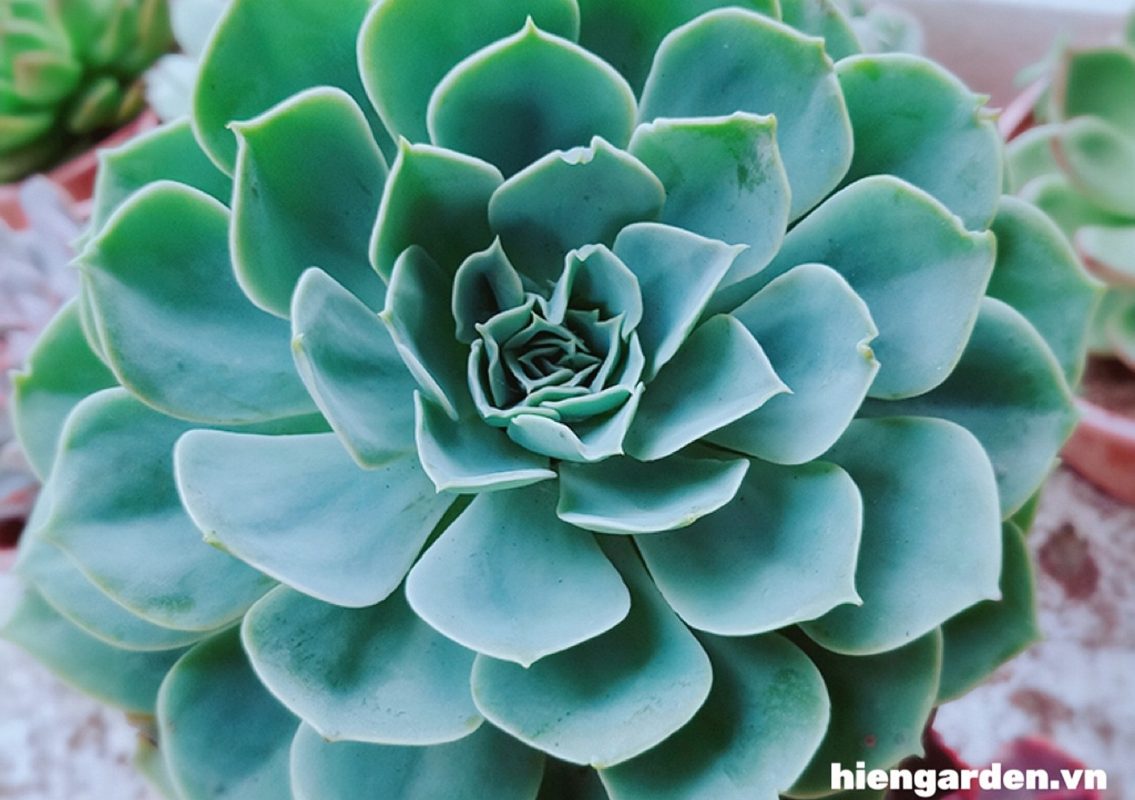 Sen đá xanh 8 sen đá xanh