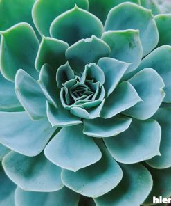 Sen đá xanh 4 sen đá xanh