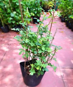 Hoa hồng bụi Charles Darwin