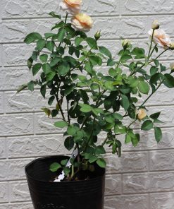 Hoa hồng bụi Juliet Rose 5 Hoa hồng bụi Juliet Rose
