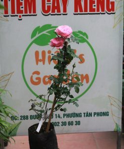 Hoa hồng bụi Carey Rose