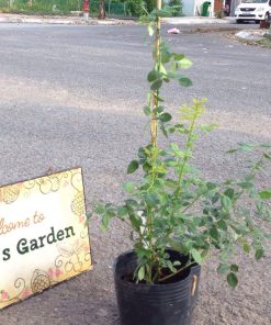 Hoa hồng leo Golden Celebration Rose