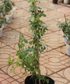 Hoa hồng leo Golden Celebration Rose