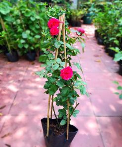 Hoa hồng leo Red Eden Rose 4 Hoa hồng leo Red Eden Rose