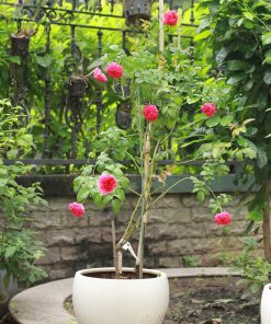 Hoa hồng bụi Kate Rose 7 Hoa hồng bụi Kate Rose