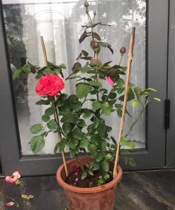 Hoa hồng bụi Red Piano Rose