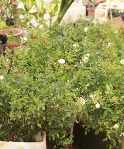 Hoa hồng bạch trà