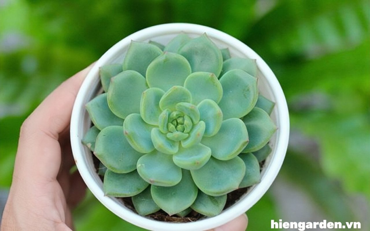 Sen đá xanh 7 sen xanh ngọc