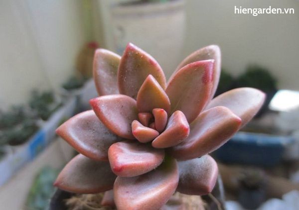 Sen đá đỏ 3 sen đá đỏ