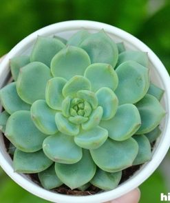 Sen đá xanh 3 sen xanh ngọc