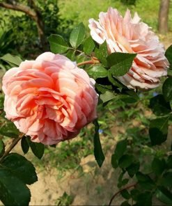 Hoa hồng bụi Abraham Darby Rose