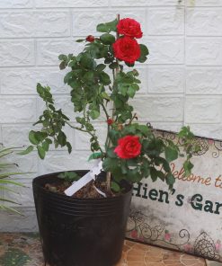 Hoa hồng bụi Red Leonardo Da Vinci Rose 5 Hoa hồng bụi Red Leonardo Da Vinci Rose