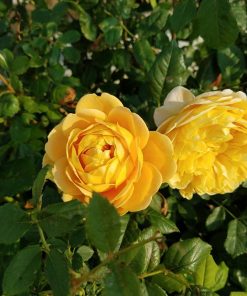 Hoa hồng leo Golden Celebration Rose