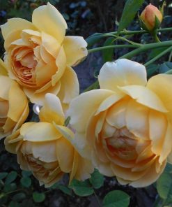 Hoa hồng leo Golden Celebration Rose