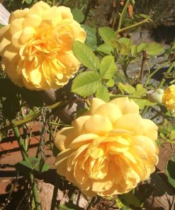 Hoa hồng leo Golden Celebration Rose