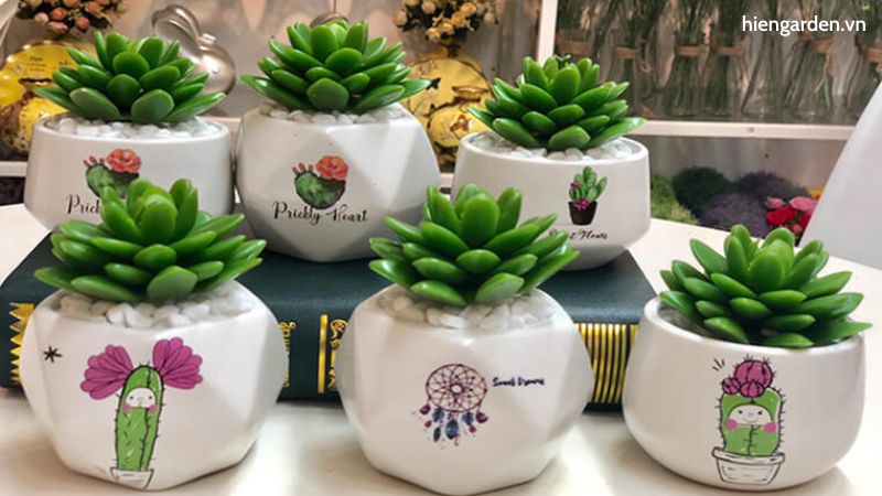 Sen đá xanh 9 sen đá xanh ngọc