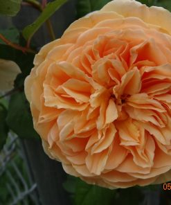 Hoa hồng leo Crown Princess Margareta Rose