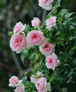 Hoa hồng leo Mon Couer Rose