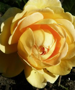 Hoa hồng leo Golden Celebration Rose