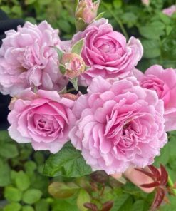 Hoa hồng bụi Blue Sky Rose 4 Hoa hồng bụi Blue Sky Rose