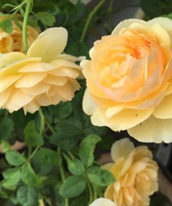 Hoa hồng leo Graham Thomas Rose