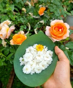 Hoa hồng bạch trà