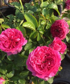 Hoa hồng bụi Kate Rose 8 Hoa hồng bụi Kate Rose