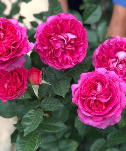 Hoa hồng bụi Lafont Rose 4 Hoa hồng bụi Lafont Rose