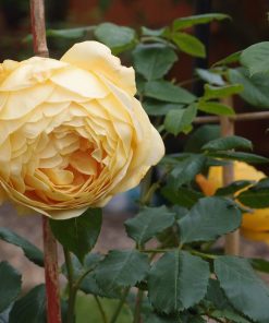 Hoa hồng leo Golden Celebration Rose