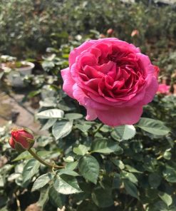Hoa hồng bụi Lafont Rose 7 Hoa hồng bụi Lafont Rose