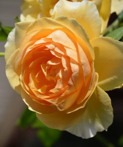 Hoa hồng leo Graham Thomas Rose 6 Hoa hồng leo Graham Thomas Rose