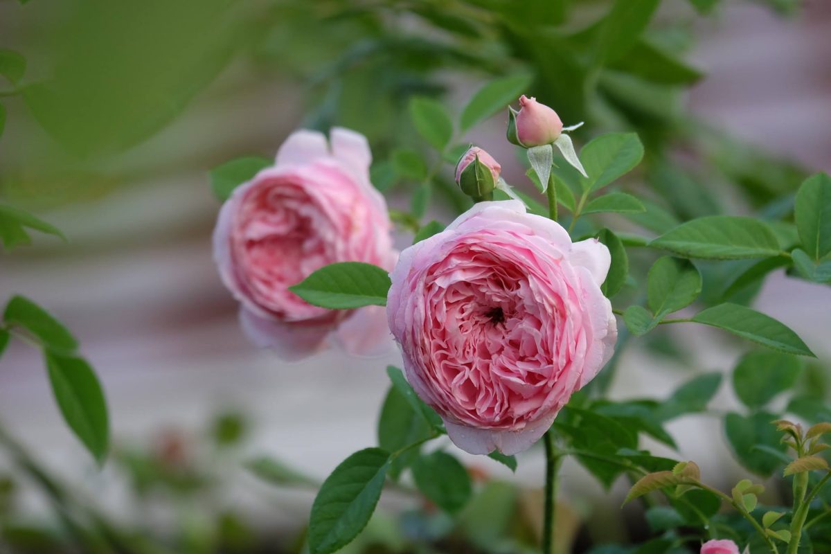 Hoa hồng leo Spirit of Freedom Rose 22 Hoa hồng leo Spirit of Freedom Rose