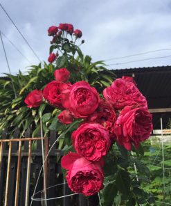 Hoa hồng leo Red Eden Rose