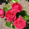 Hoa hồng bụi Red Piano Rose