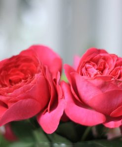 Hoa hồng bụi Kate Rose