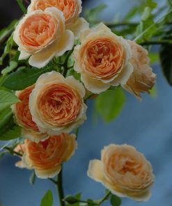 Hoa hồng leo Crown Princess Margareta Rose