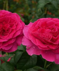 Hoa hồng bụi Kate Rose 4 Hoa hồng bụi Kate Rose