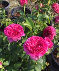 Hoa hồng bụi Kate Rose 5 Hoa hồng bụi Kate Rose