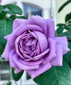 Hoa hồng bụi Kinda Blue Rose