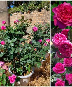 Hoa hồng bụi Lafont Rose 8 Hoa hồng bụi Lafont Rose