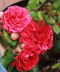 Hoa hồng bụi Red Leonardo Da Vinci Rose 6 Hoa hồng bụi Red Leonardo Da Vinci Rose