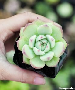 sen đá bánh bao lửa