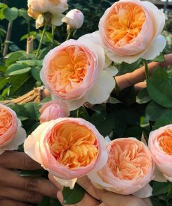 Hoa hồng bụi Juliet Rose