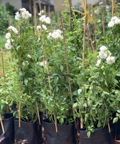 Hoa Hồng Leo Friendship of Strangers