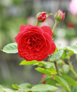 Hoa hồng bụi Red Apple Rose 4 Hoa hồng bụi Red Apple Rose