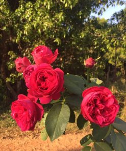 Hoa hồng leo Red Eden Rose 6 Hoa hồng leo Red Eden Rose